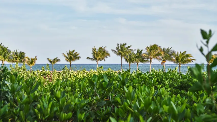 Palm trees and the Caribbean Sea beyond the resort greenery